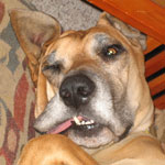 The king of goofy